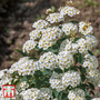 Spiraea nipponica 'Snowmound'