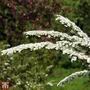 Spiraea nipponica 'White Carpet'