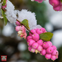 Symphoricarpos 'Magical Candy'