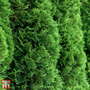 Thuja occidentalis 'Brobeck's Tower'