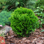 Thuja occidentalis 'Danica Aurea'