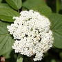 Viburnum lantana 'Mohican'