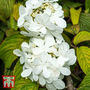 Viburnum plicatum f. tomentosum 'Shasta'