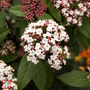 Viburnum tinus 'Spirit'