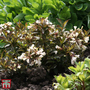 Weigela 'Black and White'