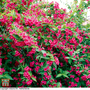 Weigela 'Bristol Ruby' (Hedging)