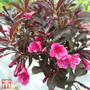 Weigela florida 'Alexandra'
