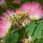 Albizia julibrissin 'Ombrella'