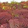 Albizia julibrissin 'Summer Chocolate'