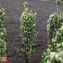 Amelanchier alnifolia 'Obelisk'