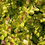 Betula nana 'Golden Treasure'