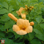 Campsis radicans f. flava