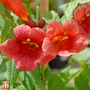 Campsis radicans 'Stromboli'