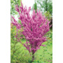 Cercis chinensis 'Avondale'