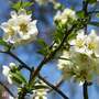 Chaenomeles speciosa 'Nivalis'