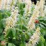 Clethra alnifolia 'Hummingbird'