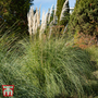 Cortaderia selloana 'Splendid Star'