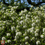 Fothergilla x intermedia 'Blue Shadow'