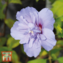 Hibiscus syriacus 'Blue Chiffon'