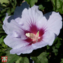 Hibiscus syriacus 'Cielo'