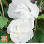 Hibiscus syriacus 'White Chiffon'