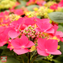 Hydrangea macrophylla 'Kardinal' (Teller Red)