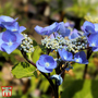 Hydrangea macrophylla 'Zorro'