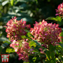 Hydrangea paniculata 'Diamant Rouge'