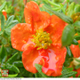 Potentilla fruticosa 'Red Ace' (Hedging)