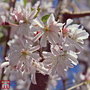 Prunus x subhirtella 'Autumnalis Rosea'