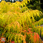 Rhus typhina 'Tiger Eyes'