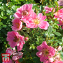 Rose 'Pink Pins'