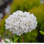 Viburnum x burkwoodii 'Anne Russell'