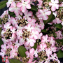 Viburnum plicatum f. tomentosum 'Molly Schroeder'