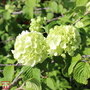 Viburnum plicatum f. plicatum 'Popcorn'