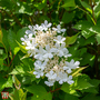 Viburnum trilobum 'Bailey Compact'