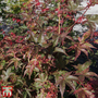 Acer palmatum 'Deshojo'