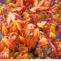 Acer palmatum 'Katsura'
