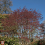 Acer palmatum 'Trompenburg'