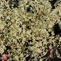 Aralia elata 'Variegata'