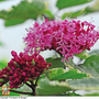 Clerodendrum bungei 'Pink Diamond'