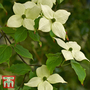 Cornus kousa var. chinensis 'China Girl'