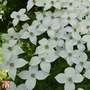 Cornus kousa 'Schmetterling'