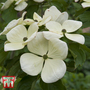 Cornus kousa 'Venus'