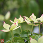 Cornus kousa var. chinensis 'Wieting's Select'