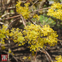 Cornus mas 'Jolico'