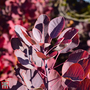 Cotinus 'Grace'