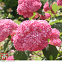 Hydrangea arborescens 'Pink Annabelle'