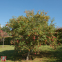 Crab Apple 'Evereste'