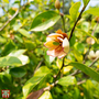 Magnolia figo
